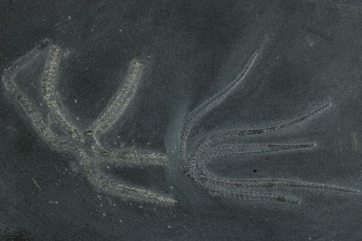 Two Devonian Pyritized Brittle Stars (Furcaster) - Bundenbach, Germany #231560